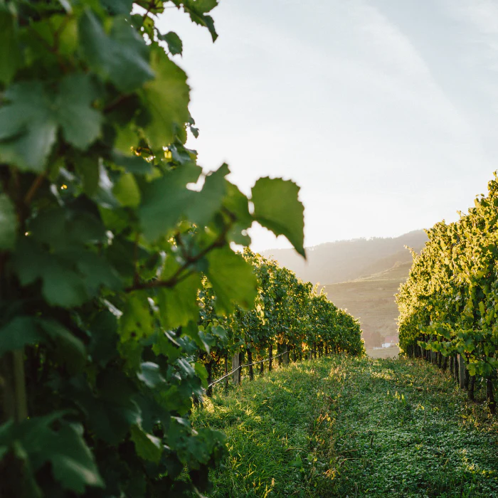 2024 Grüner Veltliner Honivogl Smaragd, Wachau, Österreich - Image 3