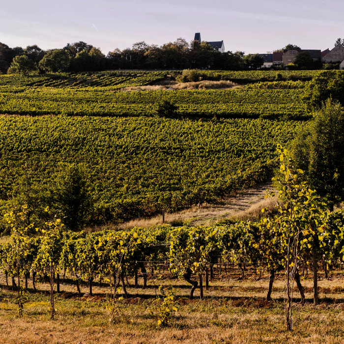 2018 Bio Spätburgunder Kreuz GG, Rheinhessen, Deutschland - Image 2