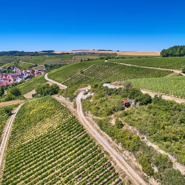 2022 Bio Spätburgunder Langenberg, Franken, Deutschland - Image 2