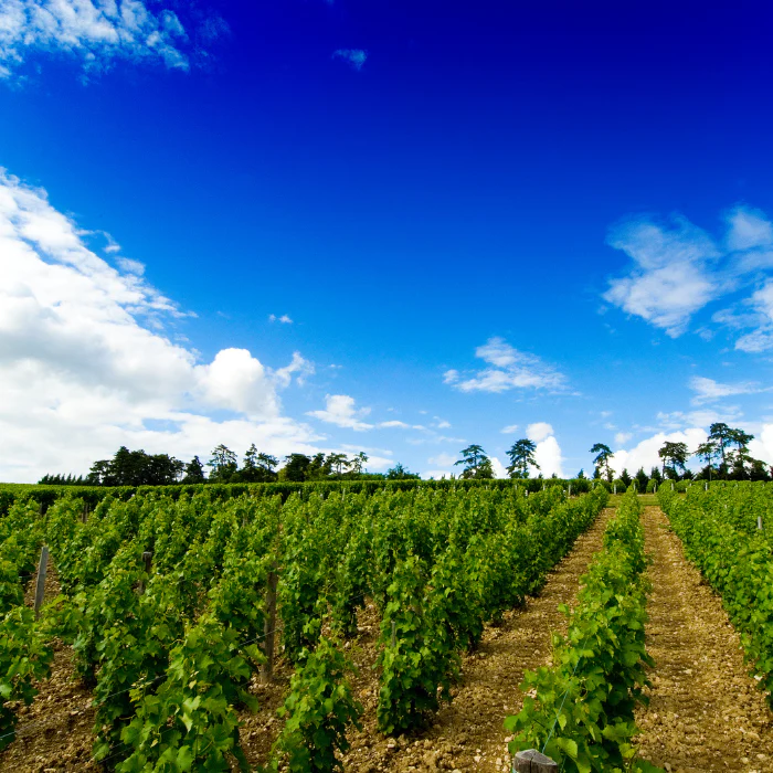 2023 Pouilly Fumé, Loire, Frankreich - Image 4