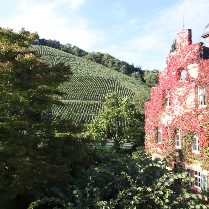 Schloss Riesling, Mosel, Deutschland - Image 4