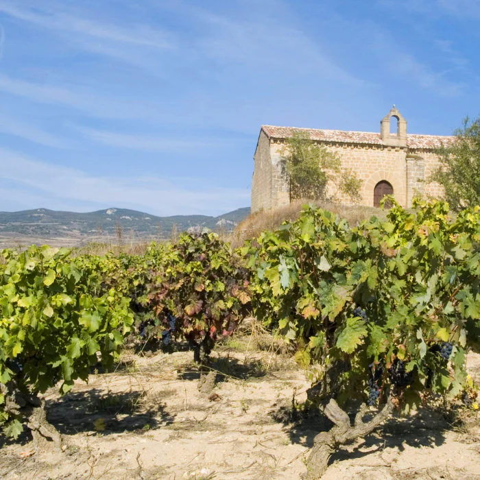 Tarón Tempranillo, Rioja, Spanien - Image 2